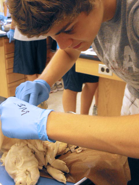 Photo Gallery: Biology Dissections 