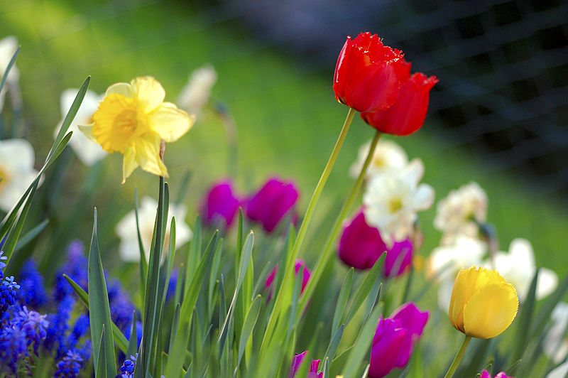 Along with lots of showers, at least spring brings May flowers. Photo courtesy of Wikimedia Commons.