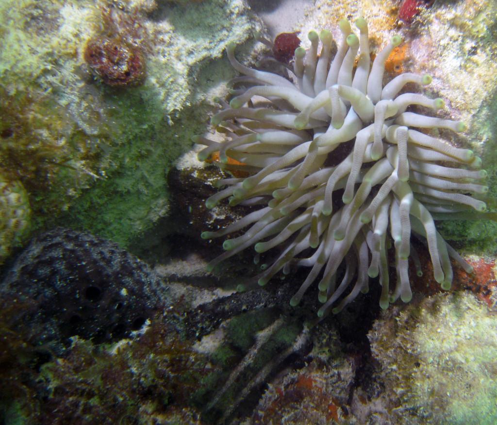 Penrod takes multiple pictures of organisms he sees while diving. Photo courtesy of Louis Penrod.