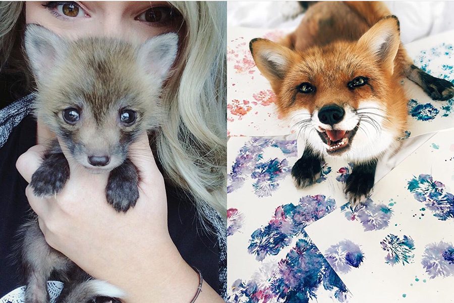 Foxes might just be the perfect pet