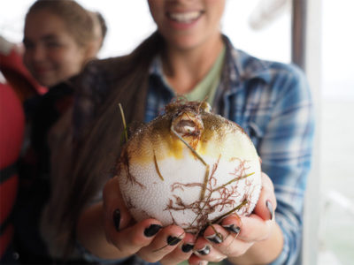The students caught multiple species throughout the Bay, one being this blowfish.