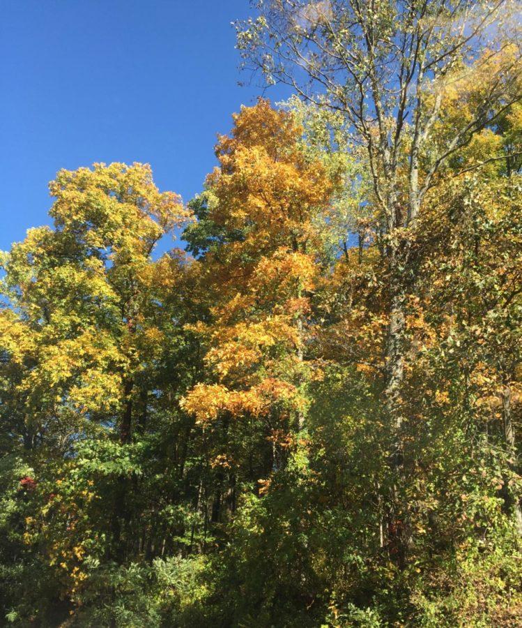 Leaves change into vibrant fall colors, red, orange and yellow, on the mountain.
