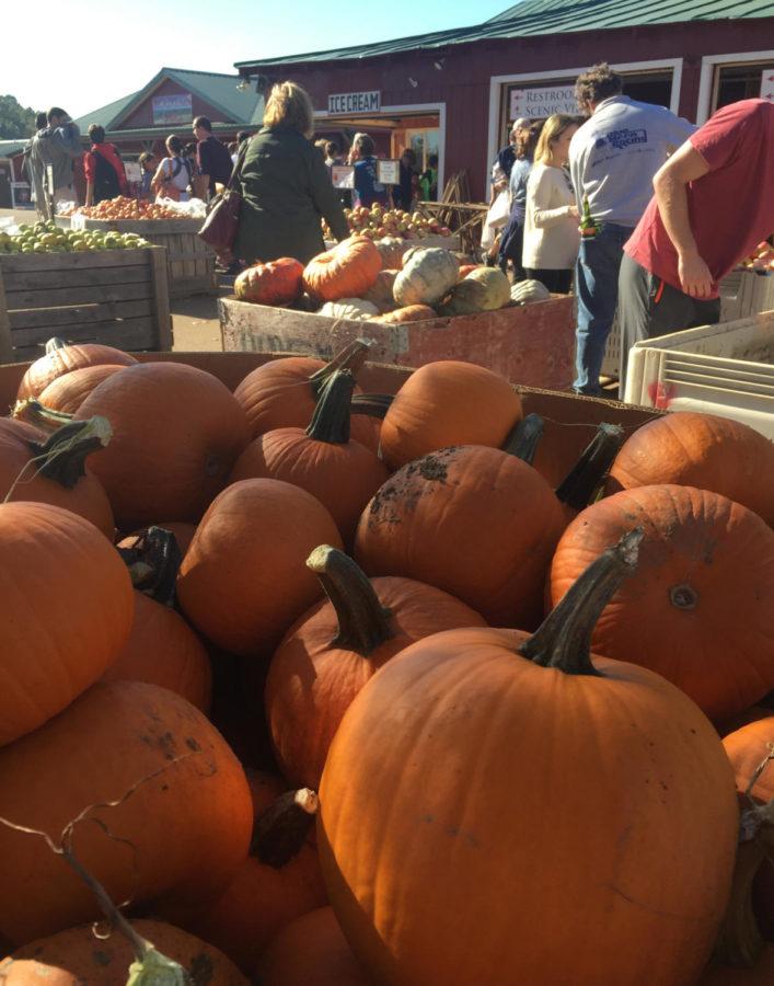People gather pumpkins, gourds and apples at Carter's Mountain Apple Orchard, a common fall tradition. 