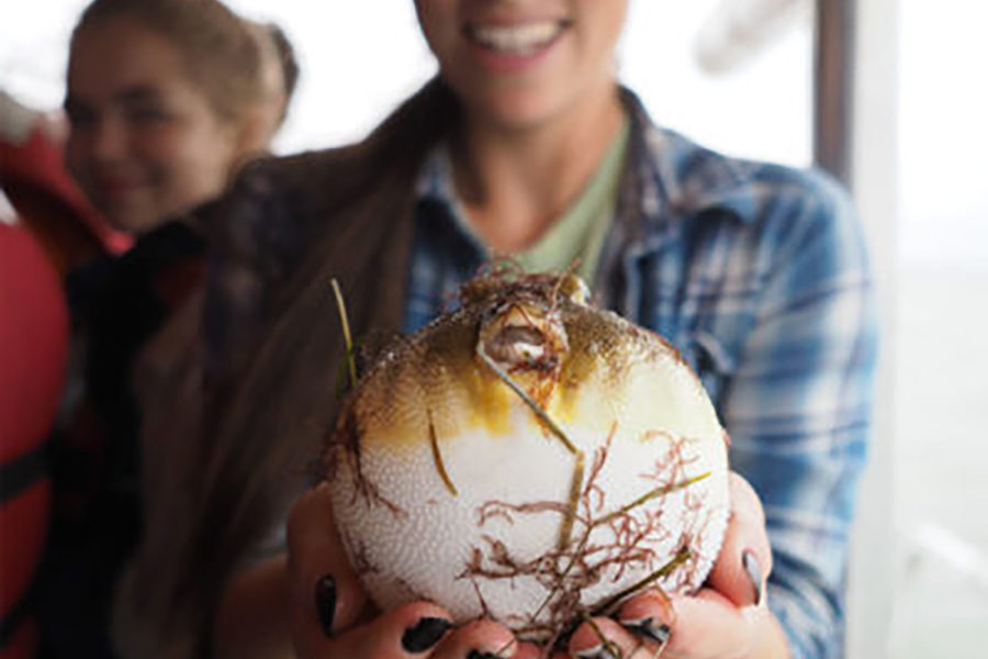 The students caught multiple species throughout the Bay, one being this blowfish.