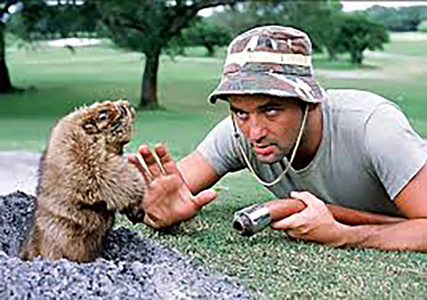 One of the iconic scenes from the movie Caddyshack, as the groundskeeper of the golf course attempts to catch the ever-elusive gopher.