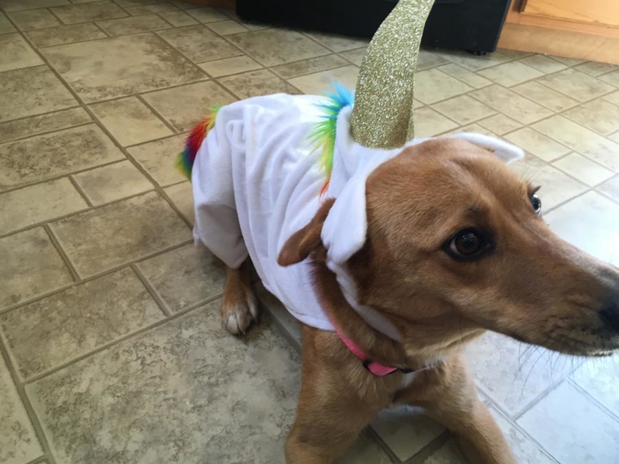 Bunns pet dog, Cinnamon, wears a unicorn outfit on a random given day. Bunn owns multiple pets, Cinnamon just being another one. 