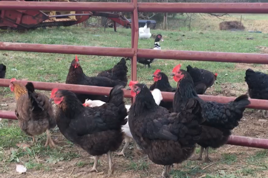 Chickens totter around in a field in Rockingham County. Vegans do not eat any animal products, including the meat from chickens or their eggs.