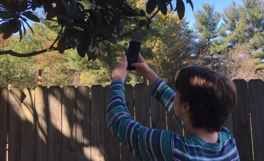 Freshman William Deloney taking a picture of his tree. 