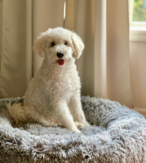 New certified therapy dog, Winnie, is a poodle mix and will be located in the Summit Exploration Academy.  