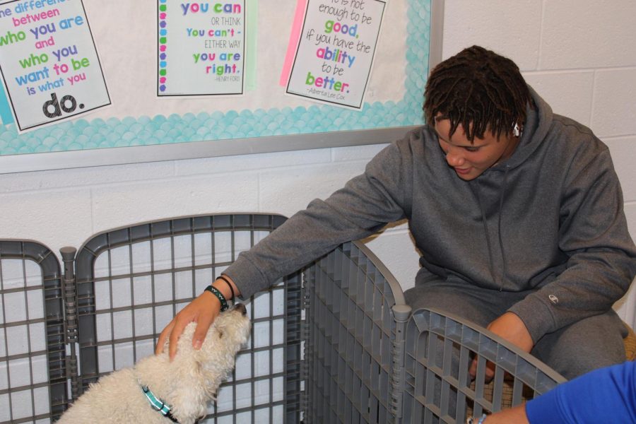Sophomore Aaron Mcafee meets the new therapy dog, Winnie.