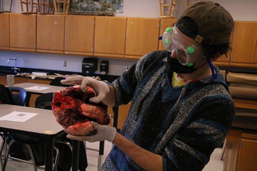 Senior Keenan Glago hold up dissected cow heart.