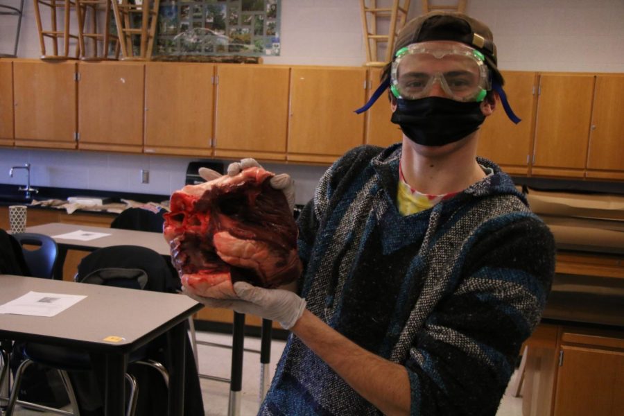 Senior Keenan Glago hold up dissected cow heart.