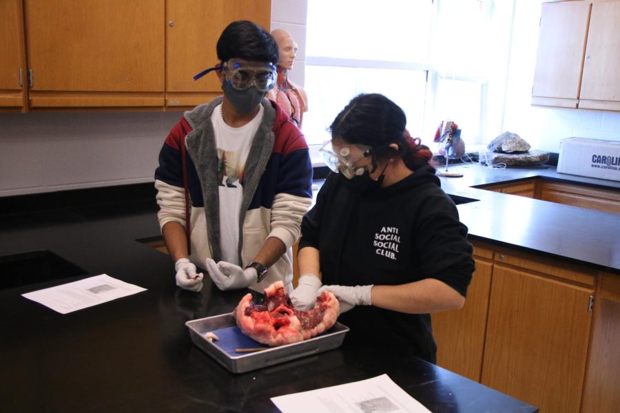 Students in science class explore cow hearts.