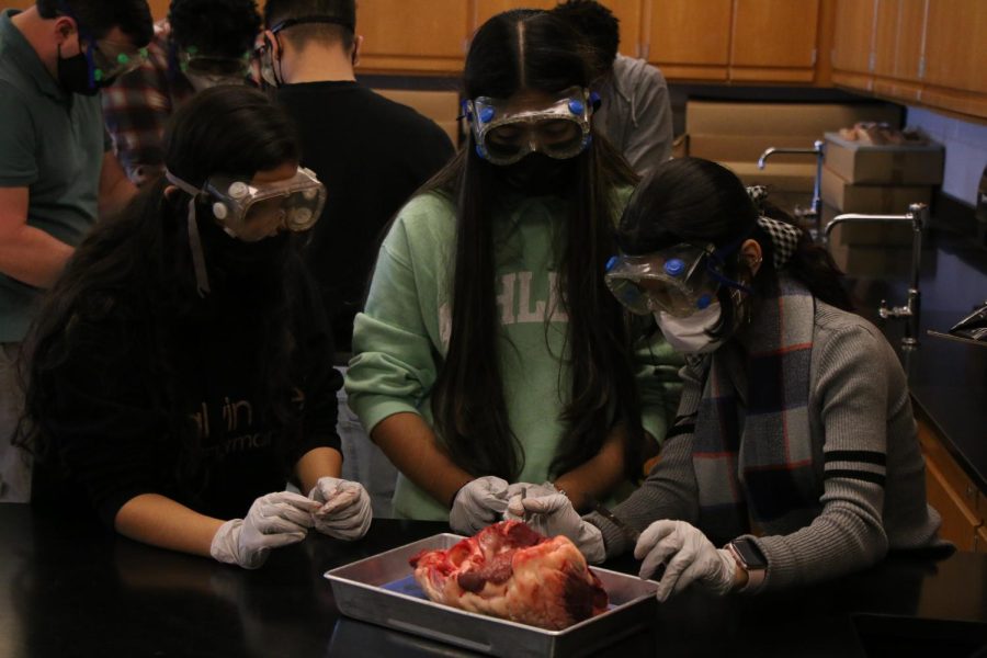 Students in science class explore cow hearts.