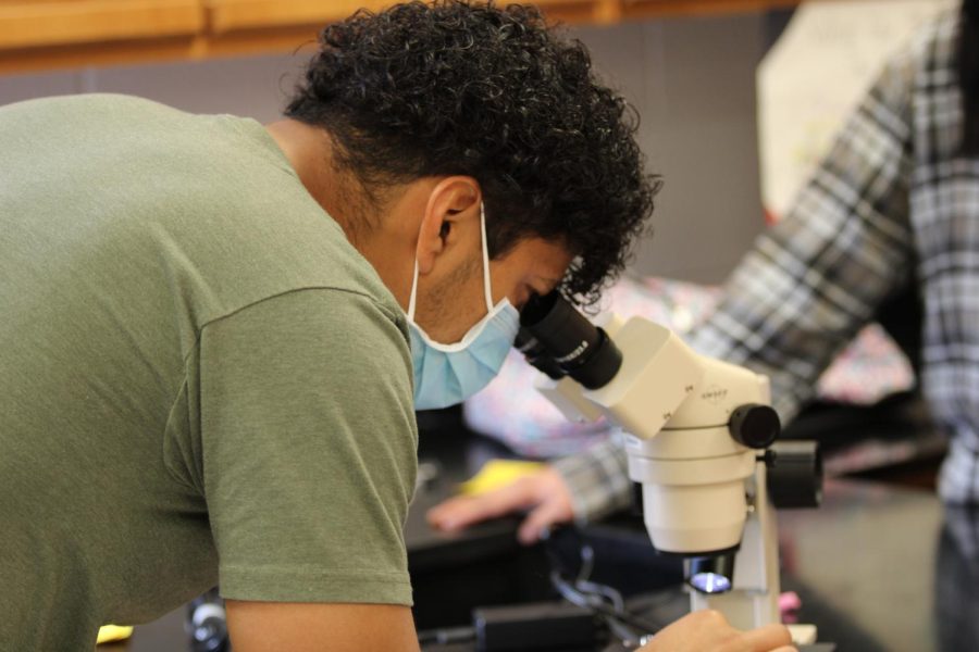 Junior Enduin Zelaya inspects plants and pollinators with a microscope.