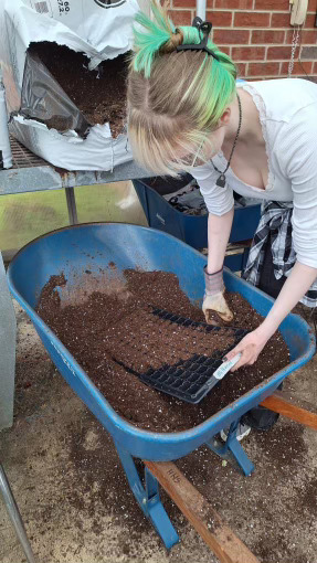 Sophomore Lauren McMullen putting dirt in the planting trays, that will be used later.