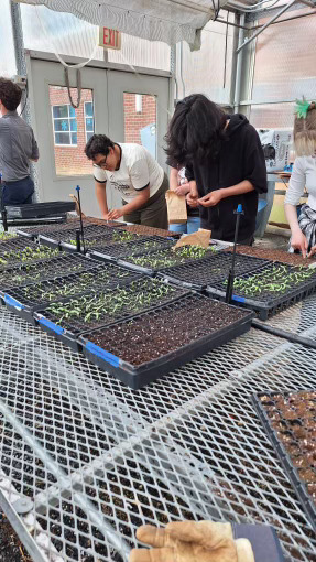 Students using the seeds that have been collected last fall.