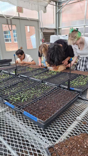 Members & volunteer placing the seeds carefully in the plants trays.