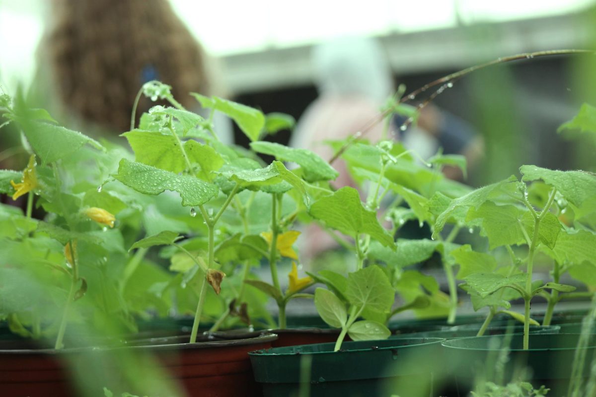 C Leaves In Greenhouse copy