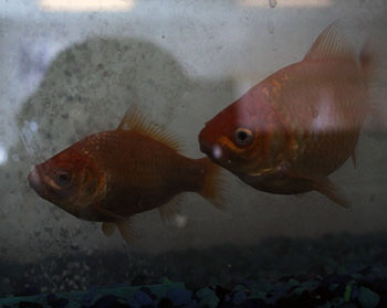 Two fishies swimming side by side in the fish tank. 