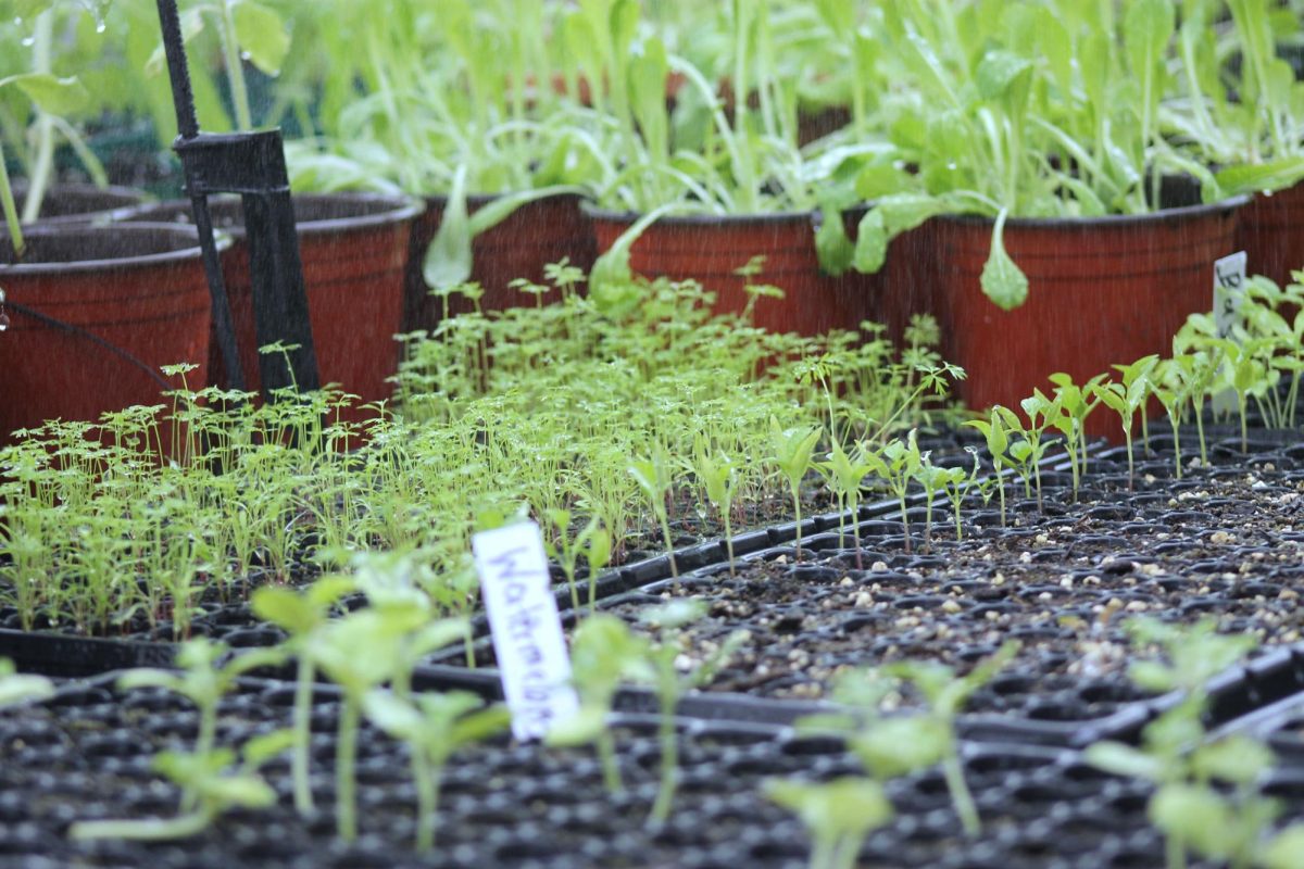 Watermelon plants growing in the green house.