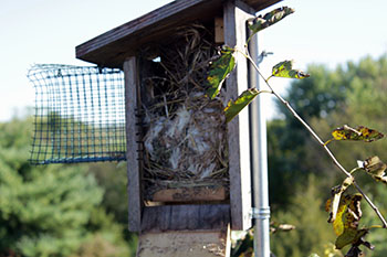 An empty bird house with an abandoned nest. 