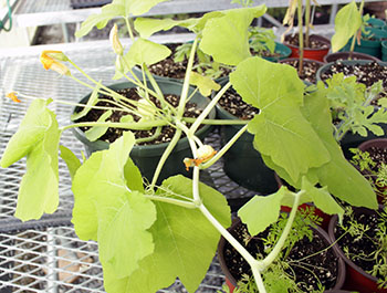 A tomato plant with a small tomato growing from it. 