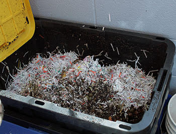 A bin of worms living in and feeding on compost.