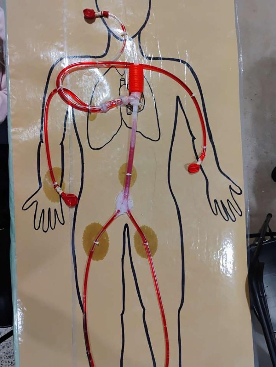 Anatomy of the human body, showing how we breathe.