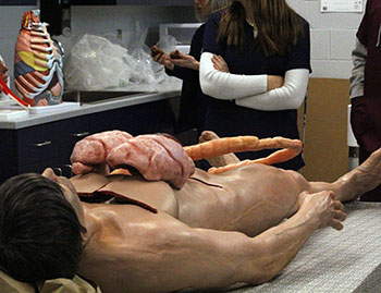 Human dummy doll display before students study it