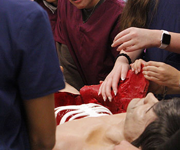 Students learning about the human body