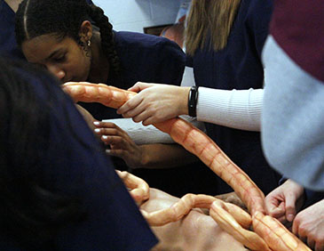 Students of Stem Intro healthcare exploring new display organs