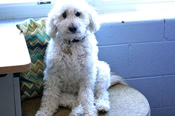 Winnie, our school's therapy dog, rests on her couch in Elisabeth Glover's room.