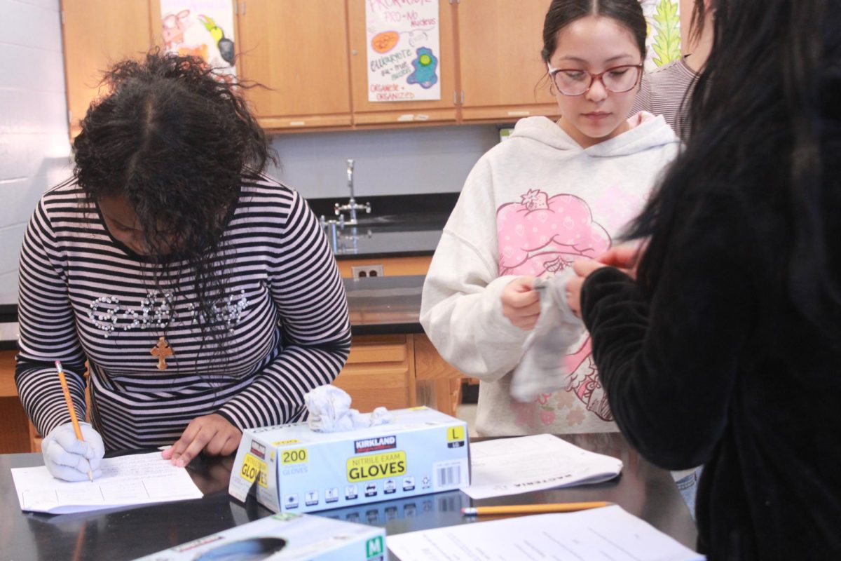 Students begin the bacteria lab.